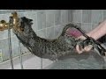 Funny cat bathing.