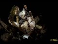 Video of Warty frogfish