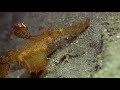 Video of Roughsnout Ghost Pipefish