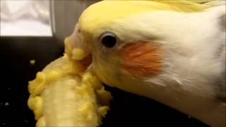 corn for cockatiels