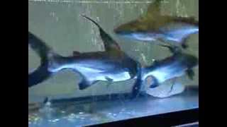 Celincir Kopek Baligi Ycl Youtube Celincir Kopek Baligi Ycl Youtube