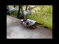 Cat Faints After Smelling Paint