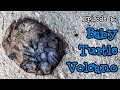 Baby Turtle Volcano - Borneo From Below: Ep16 | 
