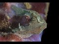 Video of Doriprismatica stellata