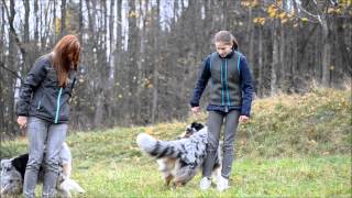 australian shepherd youtube tricks amazing dog tricks by australian shepherds airin u0026 charlie youtube australian shepherd youtube tricks amazing dog tricks by australian shepherds airin u0026 charlie youtube
