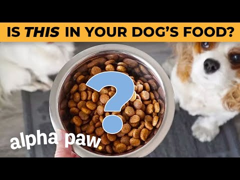 what ingredients should i look for in dog food