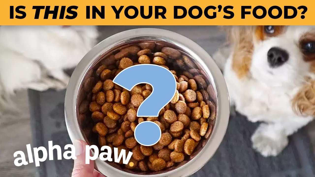 Top 10 Worst Rated Dry Dog Food Brands Of 2024