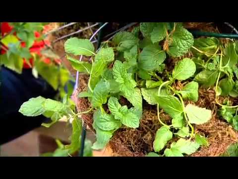 The Garden Gurus - Shirley's Herbs