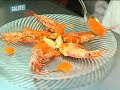 Ravioli e gamberoni Ravioli e gamberoni
