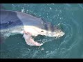 Sharking