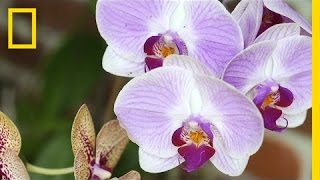 Replacing Florida's Stolen Orchids
