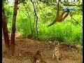 SERU : MONYET BERANTEM SAMA MACAN# toko sakinah