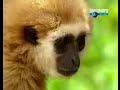 SERU : MONYET BERANTEM SAMA MACAN# toko sakinah