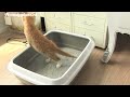 Vlog: onze nieuwe kat Siem ophalen