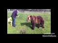 Russian Bear Shows Off His Amazing Tricks
