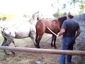 Cavalo Ecitado