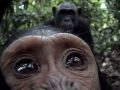Curious Chimp Checks Out Camera Thumbnail