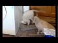 Fighting pose - Capoeira Cat (боевая стойка)