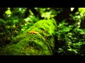 Gaia Healing Earths Frequency 7.83hz Music Schumann Resonance