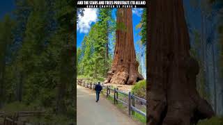 BIGGEST TREE IN THE WORLD SUBHAN ALLAH