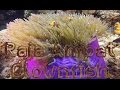 Video of Anemonefish