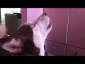 Luna's Crazy Morning Alarm - Husky Dog Growling Howling Talking Calling Wolf