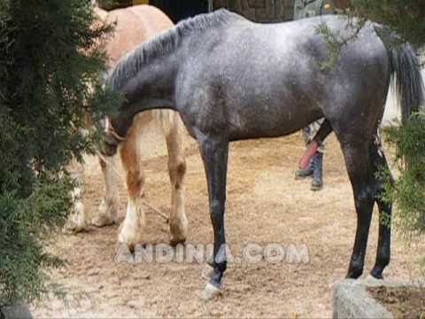 Video de preliminares de la inseminación artificial equina - caballos