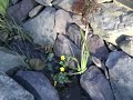 Gartenteich mit Bachlauf