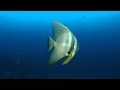 Video of Batfish