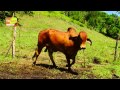 TORO PARA LA REPRODUCCIÓN, PESO PROMEDIO ANIMAL 670 KG, LA PINTADA -- ANTIOQUIA, L-0180