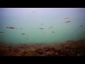 UK Sea Trout Secrets 1 Spin Fishing