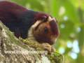 Malabar Giant Squirrel, Indian Giant Squirrel, Wildlife, Flora, Fauna, Nature, Video, Suresh Elamon