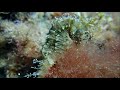 Video of Hippocampe moucheté