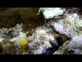 Jamaica Dive :) | Alot of fish