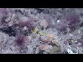 The reef is alive! | Camposcia retusa 