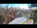 Kukurydza na ziarno 2015 Podlasie