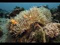 Anemonefish | Clown fish
