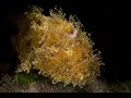 Hairy Frogfish | Hairy Frogfish