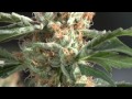 Commercial Grow using LED Grow Lights