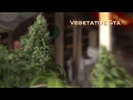 Commercial Grow using LED Grow Lights