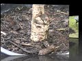 Planting a Cherry Tree