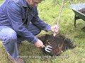 Planting a Cherry Tree