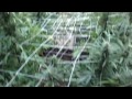 Jorge Cervantes: Plants Doing Better After Rain Knocked Them Over (Part 2)