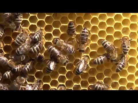 Pčele na ramu sa medom