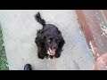 Turn ur Cocker Spaniel into a Pitbull
