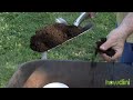 Organic gardening: How to grow an organic vegetable garden