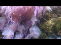 Video of méduse pélagique