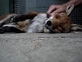 Happy Fox
