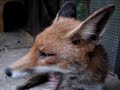 Happy Fox