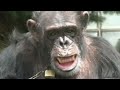 Chimpanzee lawsuit: Activists demand 'legal personhood' for New York chimps